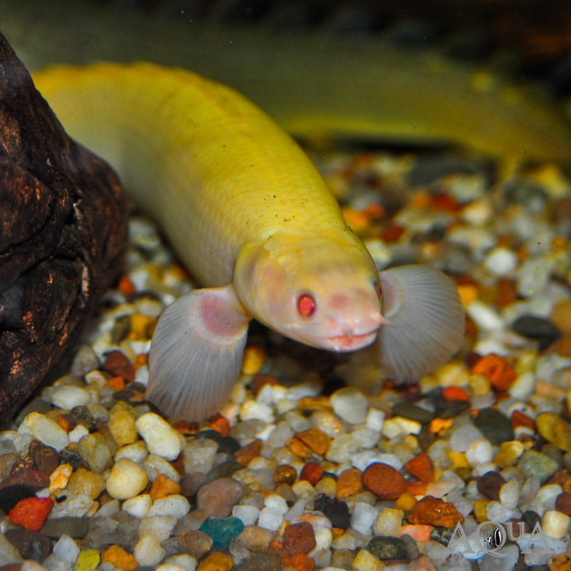 Albino Senegal Bichir (Polypterus senegalus)