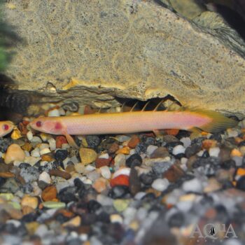 Albino Senegal Bichir (Polypterus senegalus)