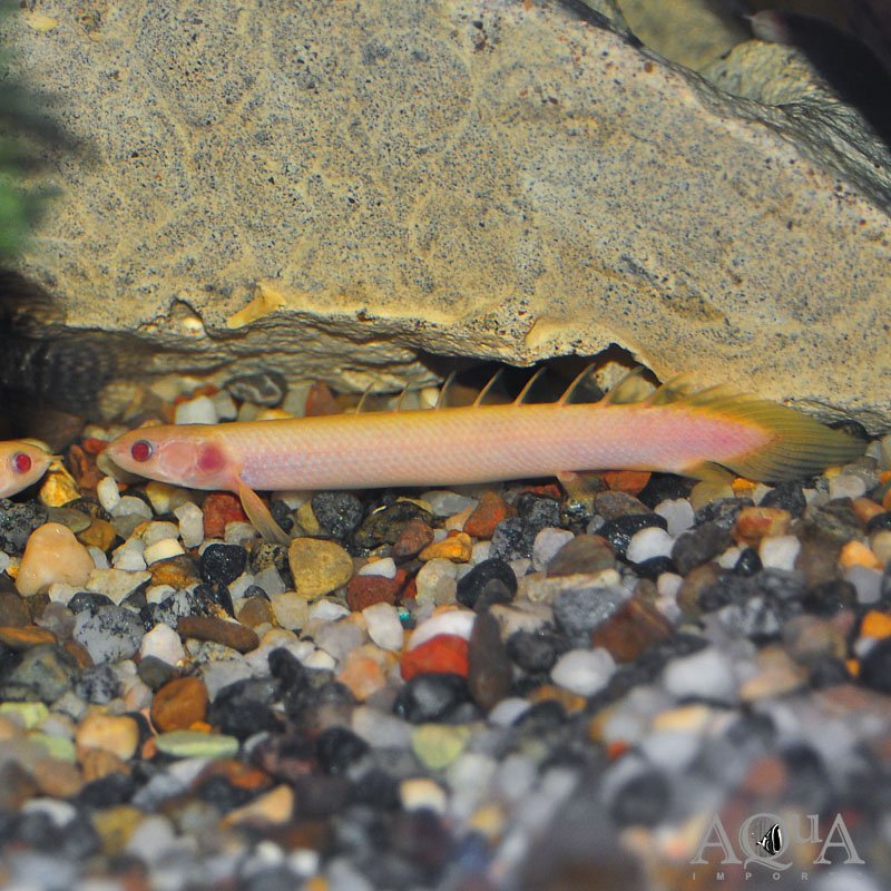 Albino Senegal Bichir (Polypterus senegalus)