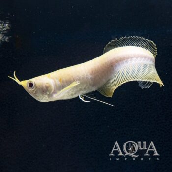 Albino Silver Arowana (Osteoglossum bicirrhosum 'albino')