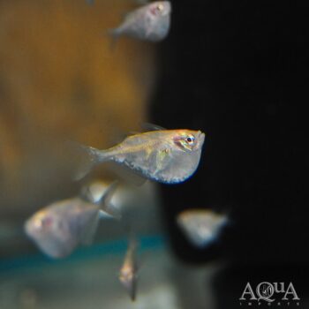 Albino Silver Hatchet (Gasteropelecus sternicla)