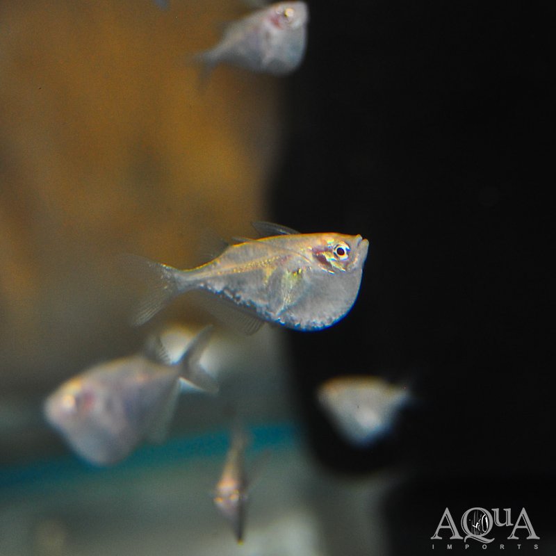 Albino Silver Hatchet (Gasteropelecus sternicla)