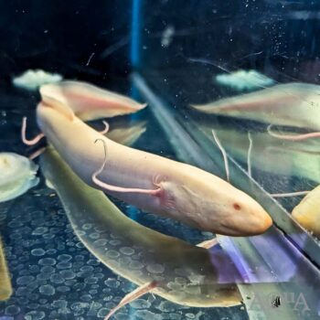 Albino Spotted African Lungfish (Protopterus dolloi)