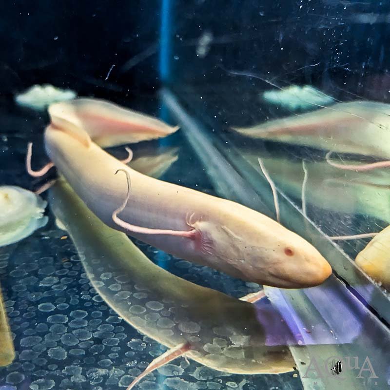 Albino Spotted African Lungfish (Protopterus dolloi)