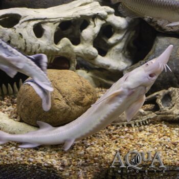 Albino Sterlet (Acipenser ruthenus)