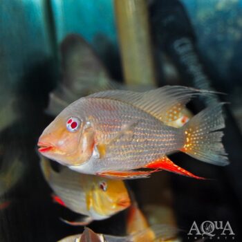 Albino Threadfin Acara (Acarichthys heckelii 'albino')