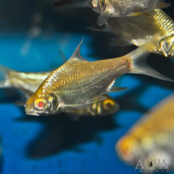 Albino Tinfoil Barb (Barbonymus schwanefeldii)