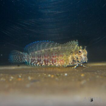 Sailfin Algae Blenny (Salarias fasciatus)