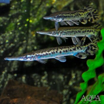 Alligator Gar (Atracosteus spatula)