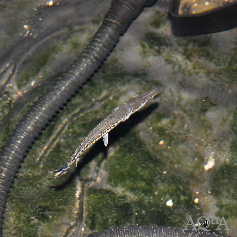Alligator Gar (Atracosteus spatula)