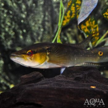 Alta Pike Cichlid (Saxatilia alta)