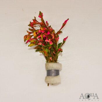 Alternanthera bettzickiana Red