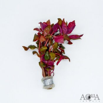 Alternanthera lilacina