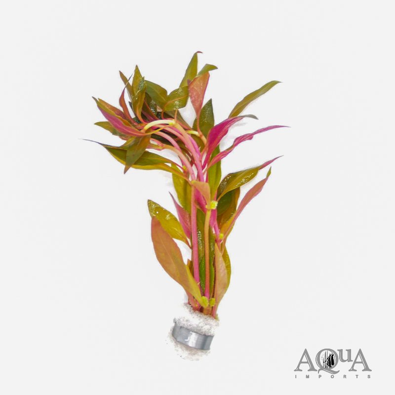 Alternanthera reineckii 'Variegated'