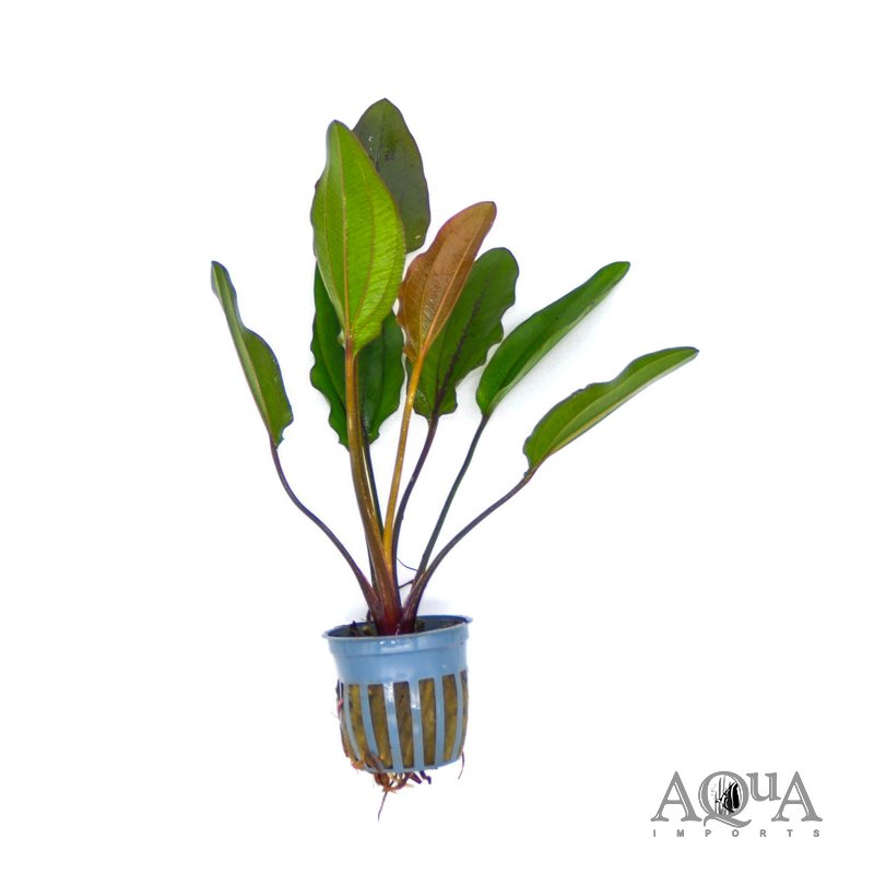 Altlandsberg Sword (Echinodorus sp. 'Altlandsberg')