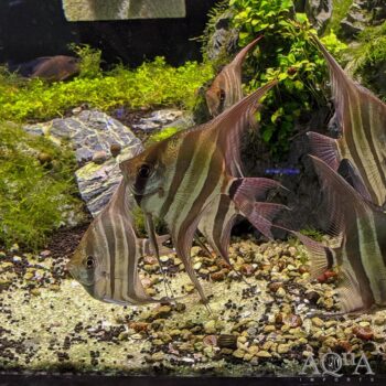 Altum Angel (Pterophyllum altum)