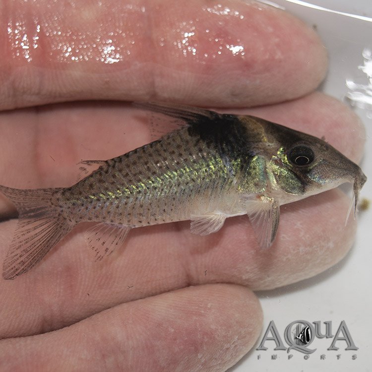 Amanda Jane Cory (Brochis amandajanea)