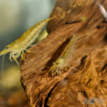 Amano Shrimp (Caridina multidentata)