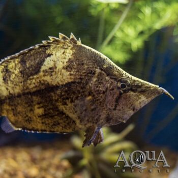 Amazon Leaf Fish (Monocirrhus polyacanthus)