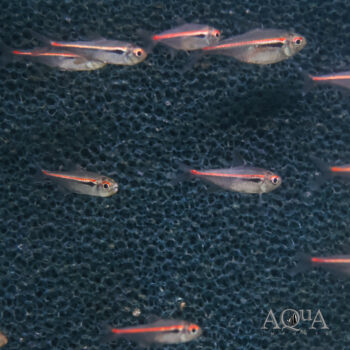 Amapa Tetra (Hyphessobrycon amapaensis)