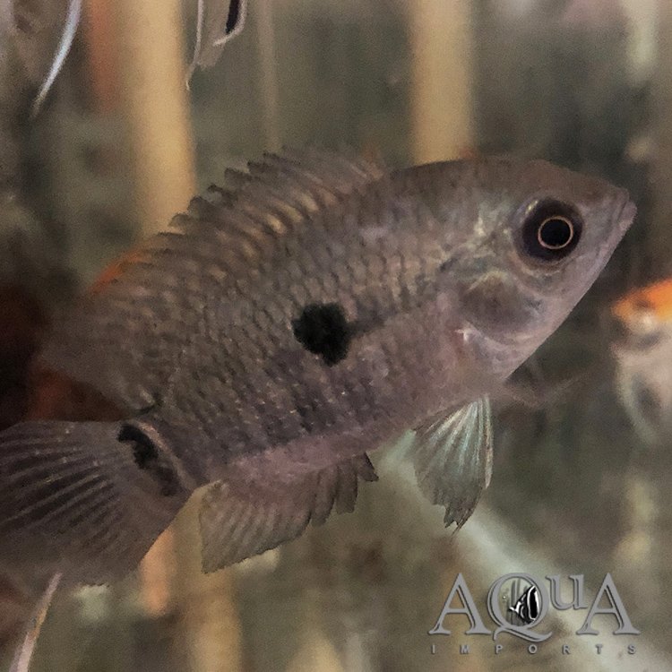 Amazon Cichlid (Cichlasoma amazonarum)