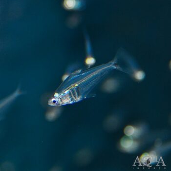 Amazon Crystal Tetra (Protocheirodon pi)