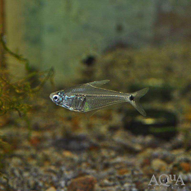 Amazon Crystal Tetra (Protocheirodon pi)