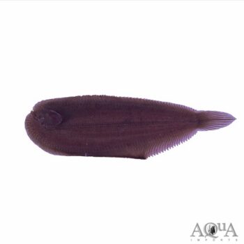 Amazon Freshwater Sole (Apionichthys nattereri)