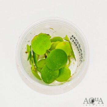 Amazon Frogbit (Limnobium laevigatum)