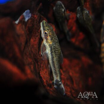 Amazon Otocinclus (Otocinclus cf. macrospilus)