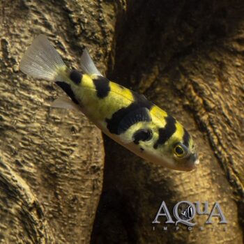 Amazon Puffer (Colomesus asellus)