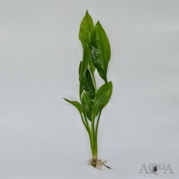 Amazon Sword (Echinodorus bleheri)