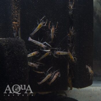 Amazon Tiger Shrimp (Euryrhynchus amazoniensis)