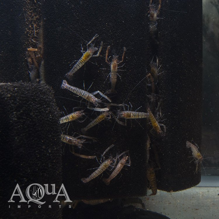 Amazon Tiger Shrimp (Euryrhynchus amazoniensis)