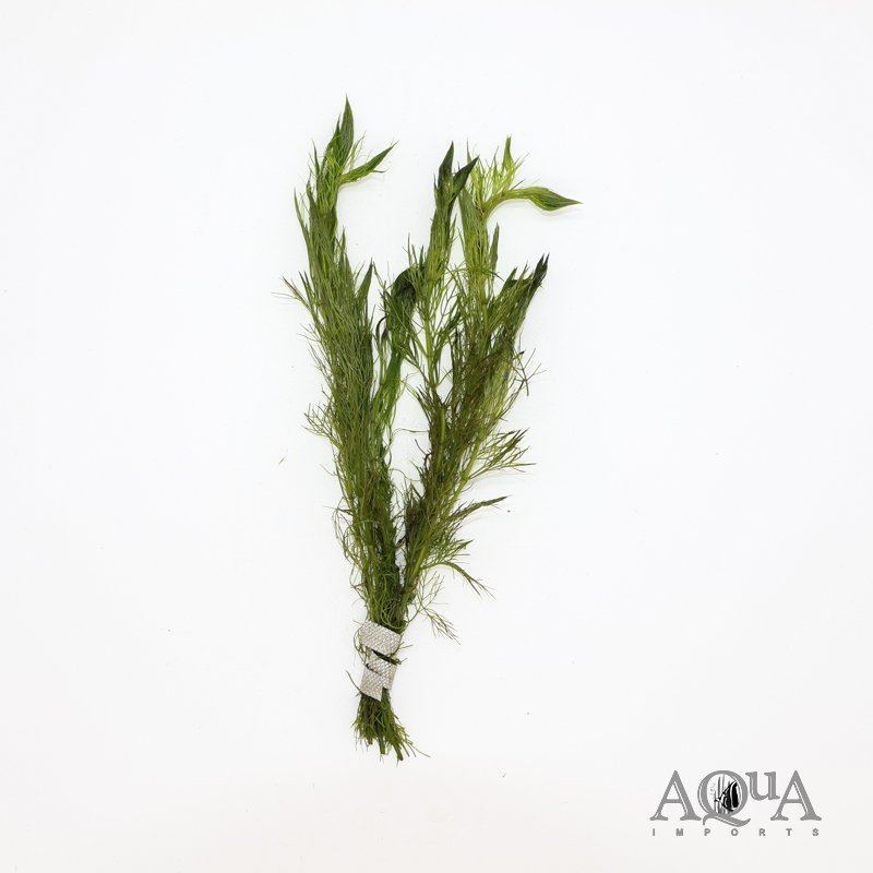 Ambulia (Limnophila indica)
