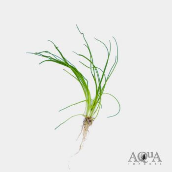 American Micro Sword (Littorella uniflora)