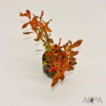 Ammannia gracilis