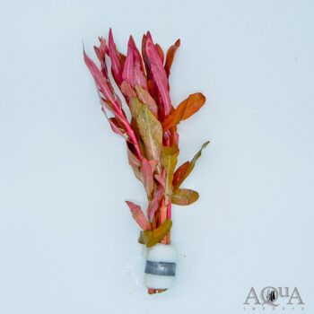 Ammannia senegalensis