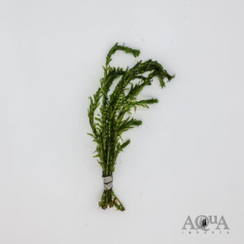 Anacharis / Elodea (Egeria densa)