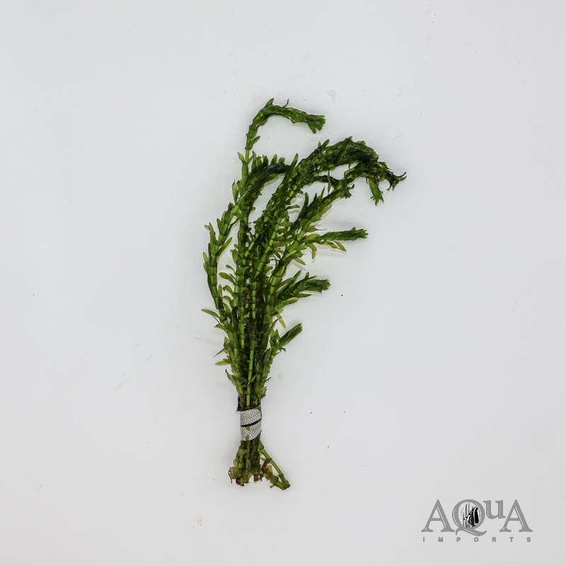 Anacharis / Elodea (Egeria densa)