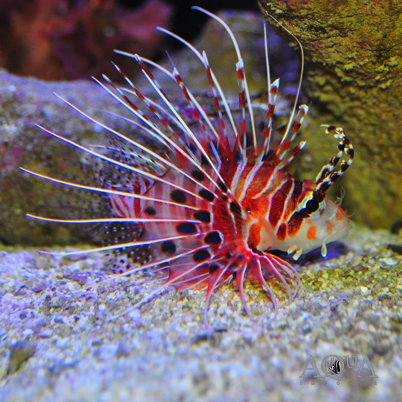Antennata Lionfish (Pterois antennata)