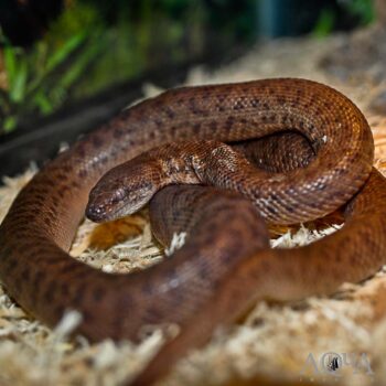 Female Anthill / Pygmy Python (Antaresia perthensis)