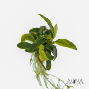 Anubias 'Chili Jalapeno'