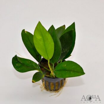 Anubias Nancon