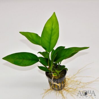 Anubias barteri 'Nangi'