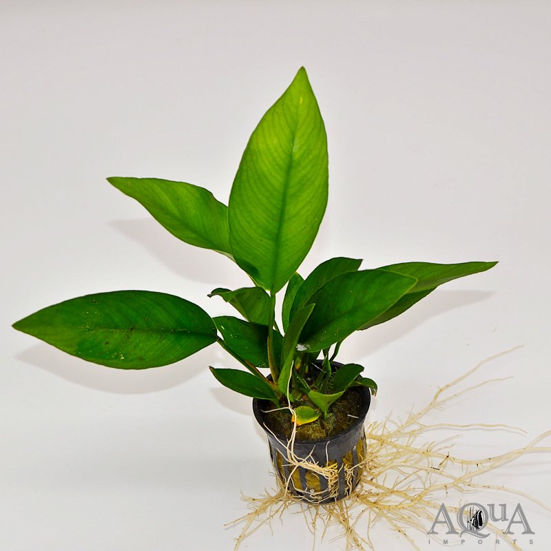Anubias barteri 'Nangi'