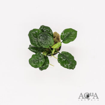 Anubias barteri 'Coin Leaf'
