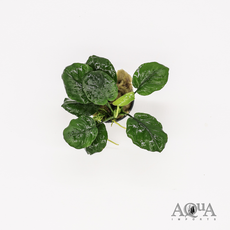 Anubias barteri 'Coin Leaf'