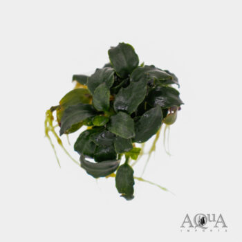 Anubias barteri Dark Angel