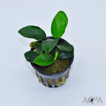 Anubias barteri 'Nana Narrow Leaf'